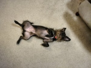 When asked for comment on his dopamine levels during training, Huey rolled over and requested tummy rubs.