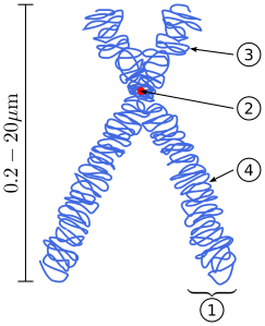 2000px-Chromosome.svg