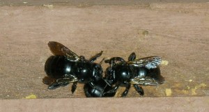 Don't trust pictures in nature articles.  I couldn't find a picture of cooperation so I used one of fighting.